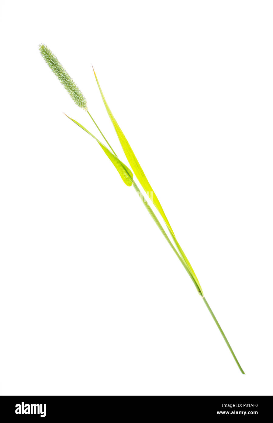 Grass stems Phleum. Studio Photo Stock Photo