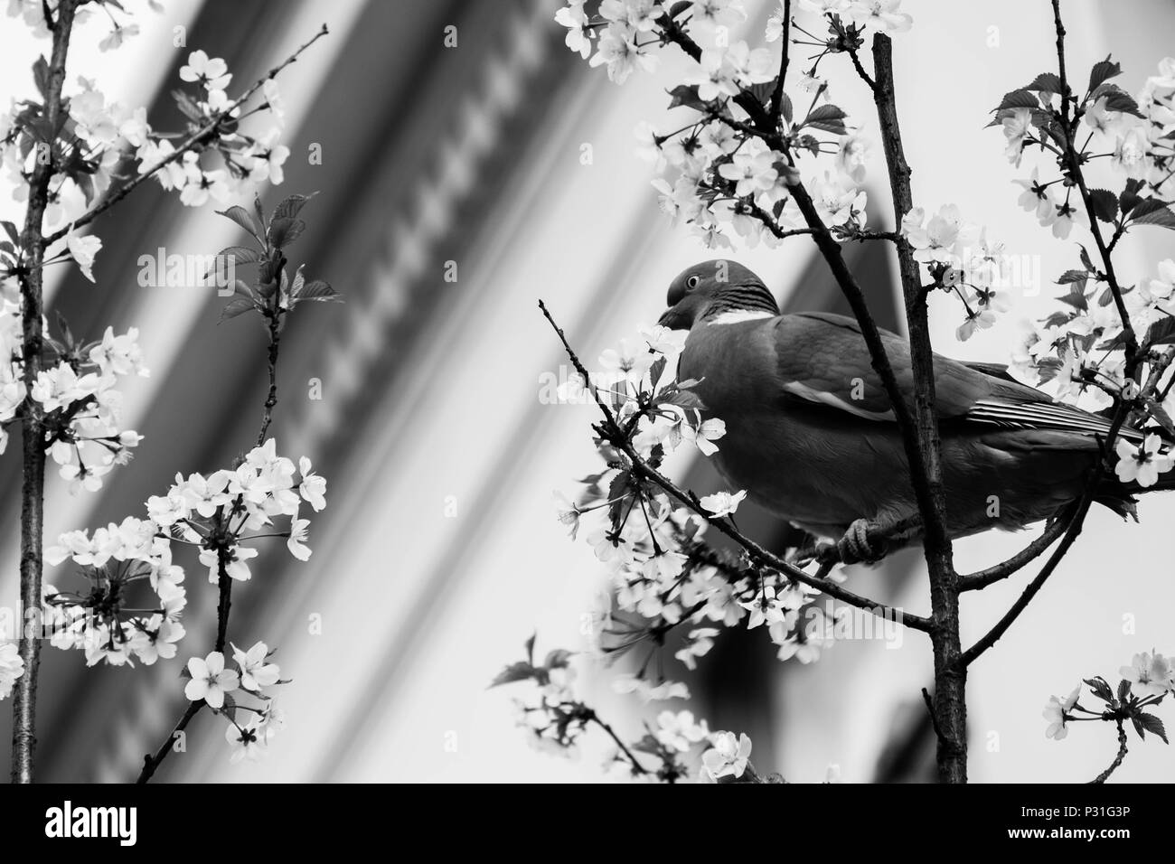 In this black and white photo, a pigeon sits in a flowering tree in Antwerp. As in many cities, pigeons are often seen in Antwerp. Stock Photo