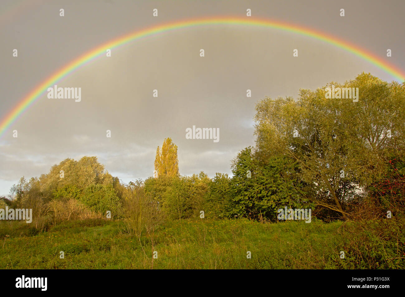 Brigh colorful full rainbow on a dark grey sky over marshland landscape with trees and shrubs in Bourgoyen natue reserve, Ghent Stock Photo