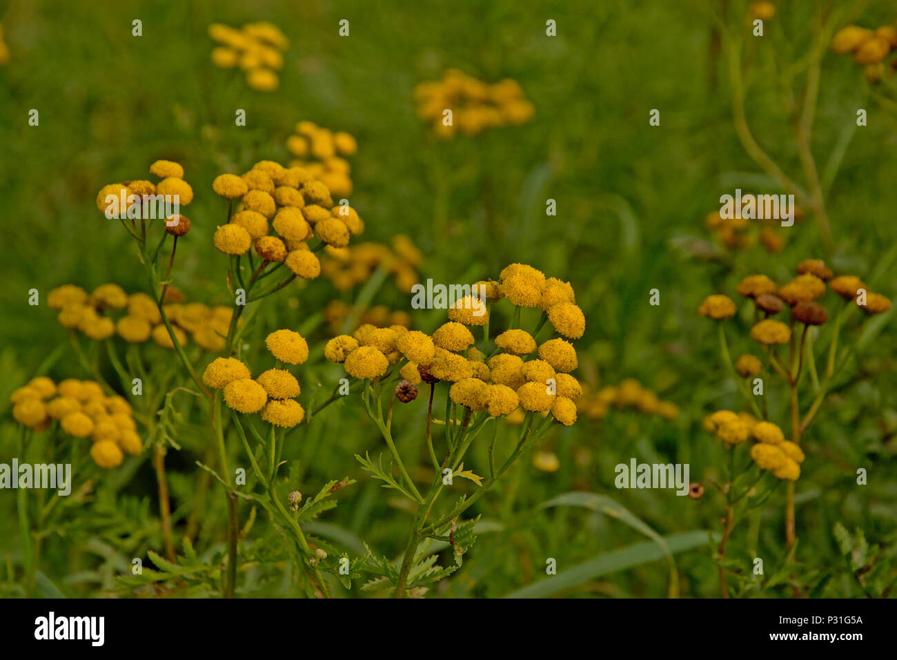 Yellow tansy flowers in a green meadow, dreamy selective focus - Tanacetum vulgare Stock Photo