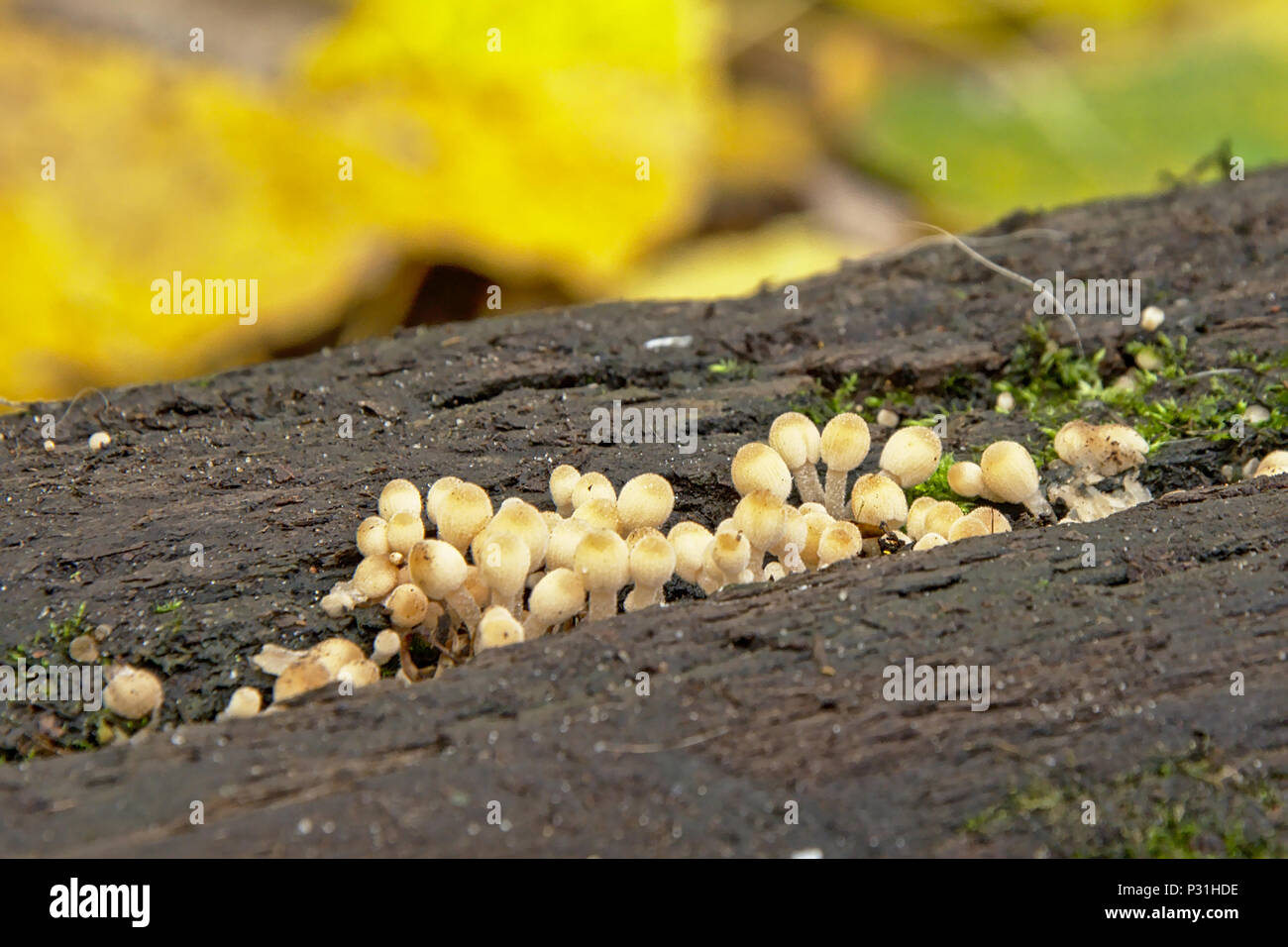 Tiny white mushrooms growing on a tree trunk in the forest, selective