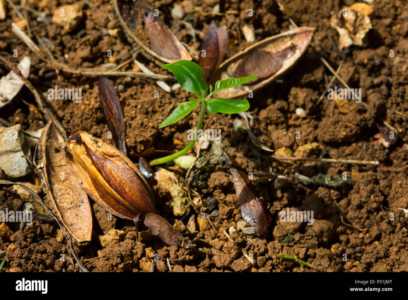 cedrela odorata or spanish cedar seeds on the soil and a new  plant sprout Stock Photo