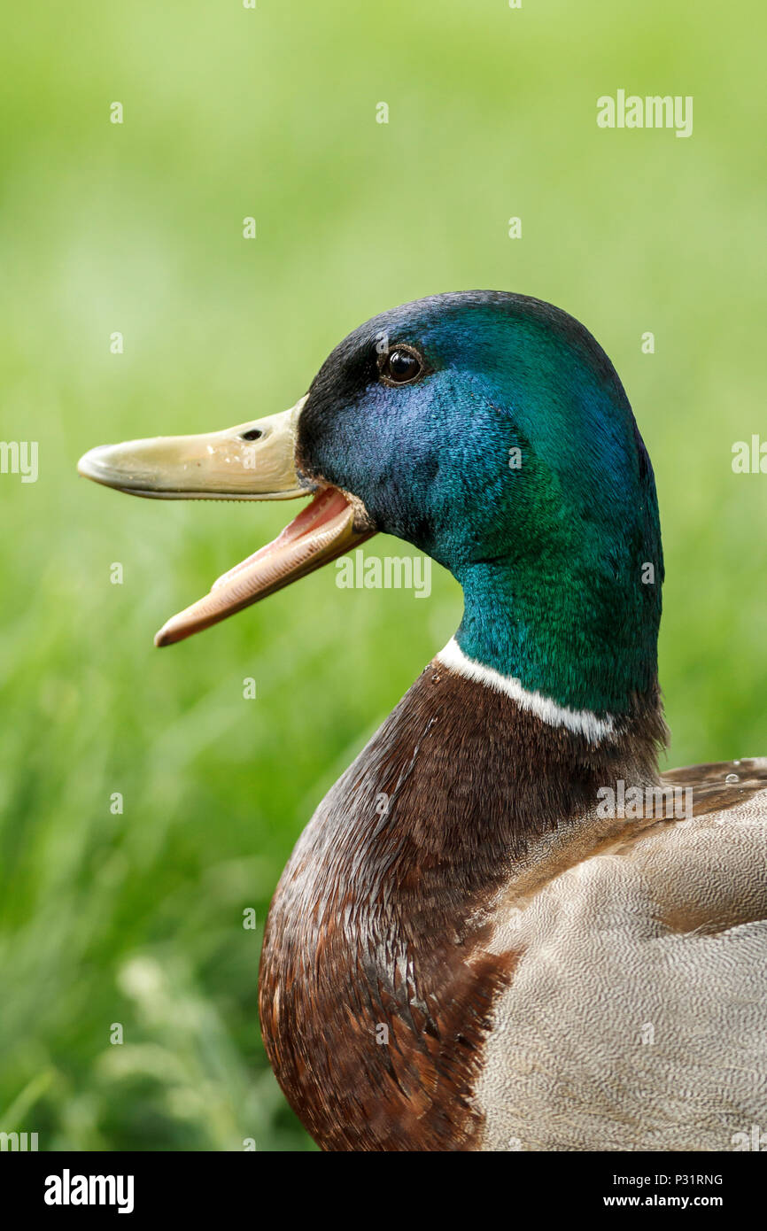Mallard duck beak open hires stock photography and images Alamy