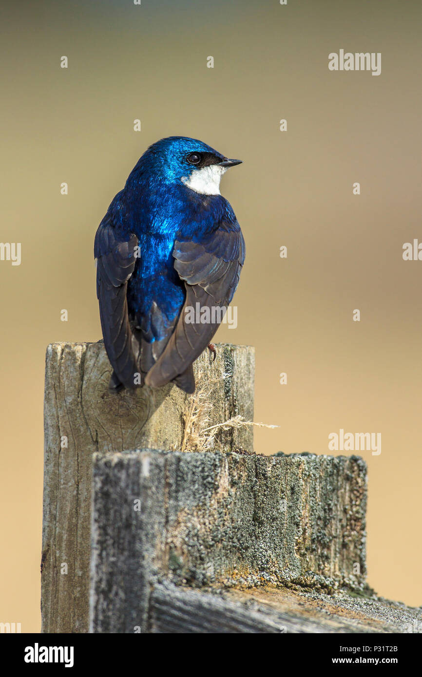 A cute little tree swallow (Tachycineta bicolor) perches on top of a post at Cougar Bay preserve in Coeur d'Alene, Idaho. Stock Photo
