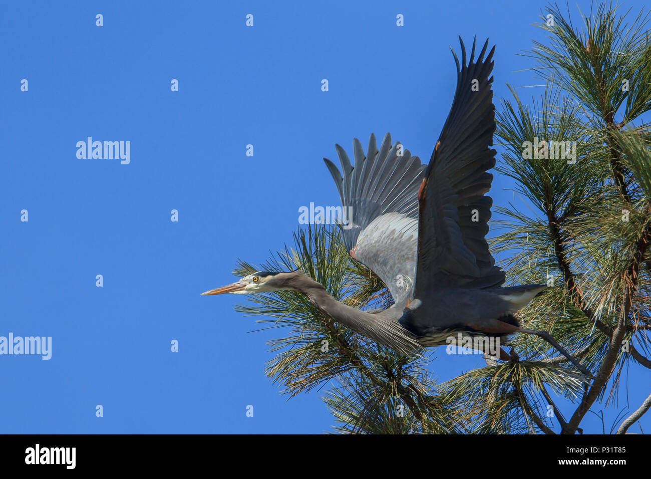 A great blue heron (ardea herodias) flies off from a tree near Fernan Lake in north Idaho. Stock Photo