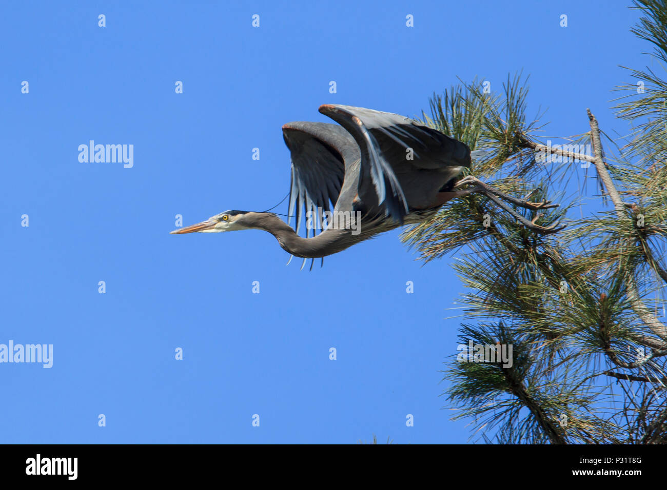 Great blue heron (ardea herodias) flies off from a tree near Fernan Lake in north Idaho. Stock Photo