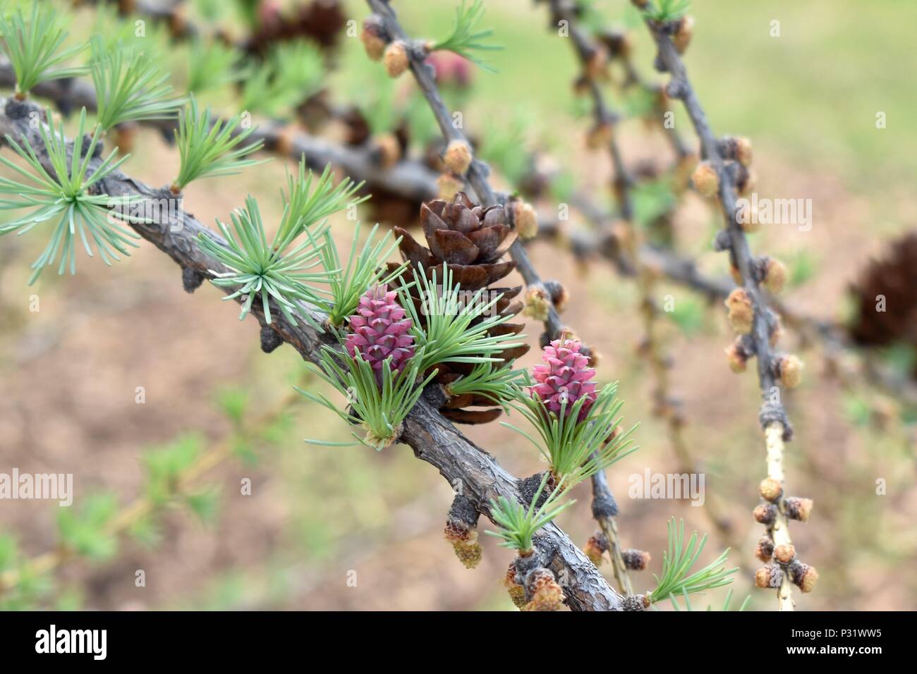 Coniferous Branches Stock Photo