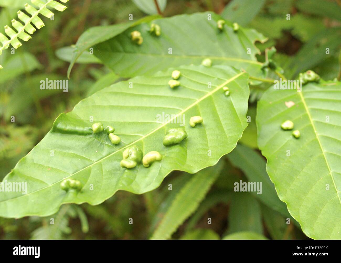 leaf spot disease Stock Photo