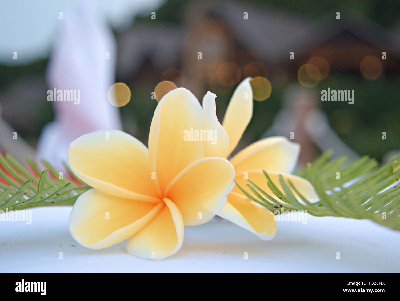 yellow frangipani Stock Photo