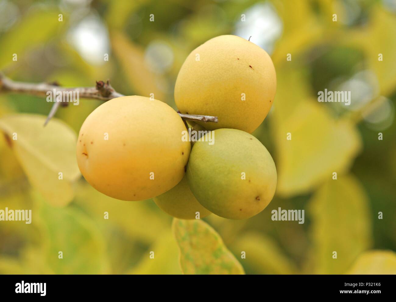 Jungle fruit hires stock photography and images Alamy