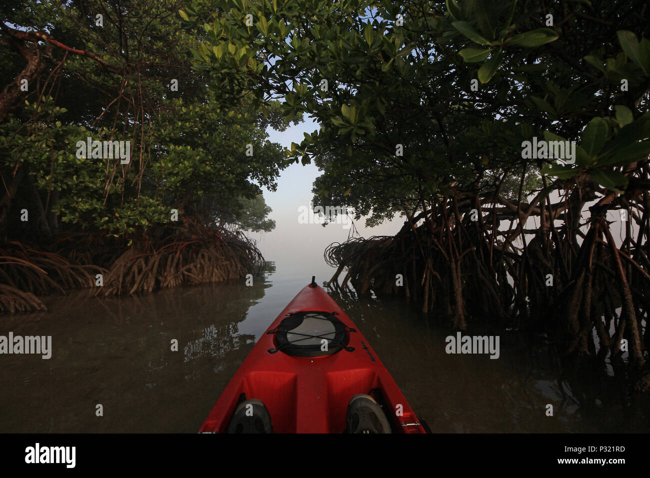 Kayaking through mangroves on a foggy morning in Bear Cut, Key Biscayne, Florida Stock Photo Alamy