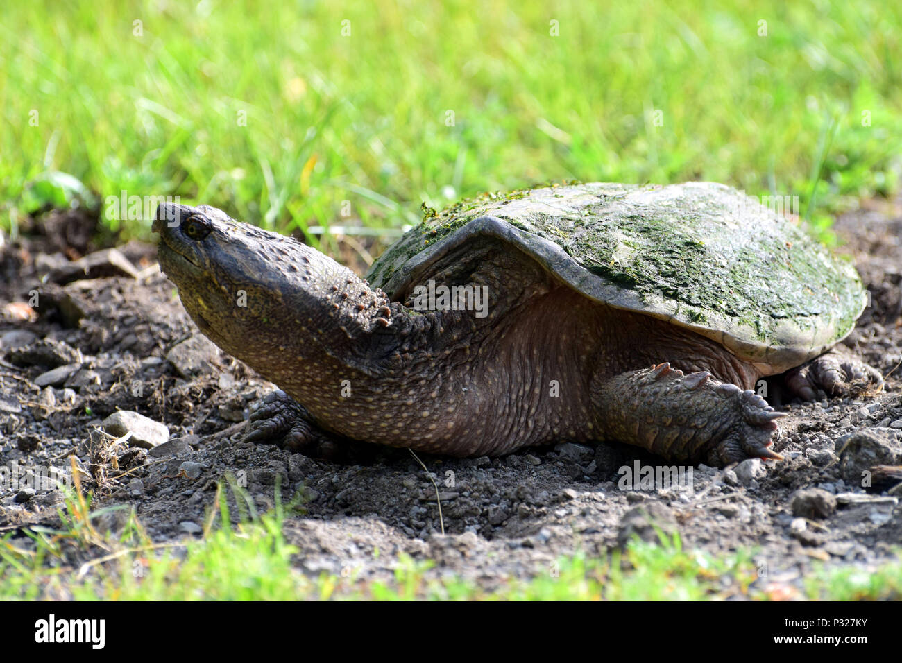 Snapping turtle on the roadside Stock Photo