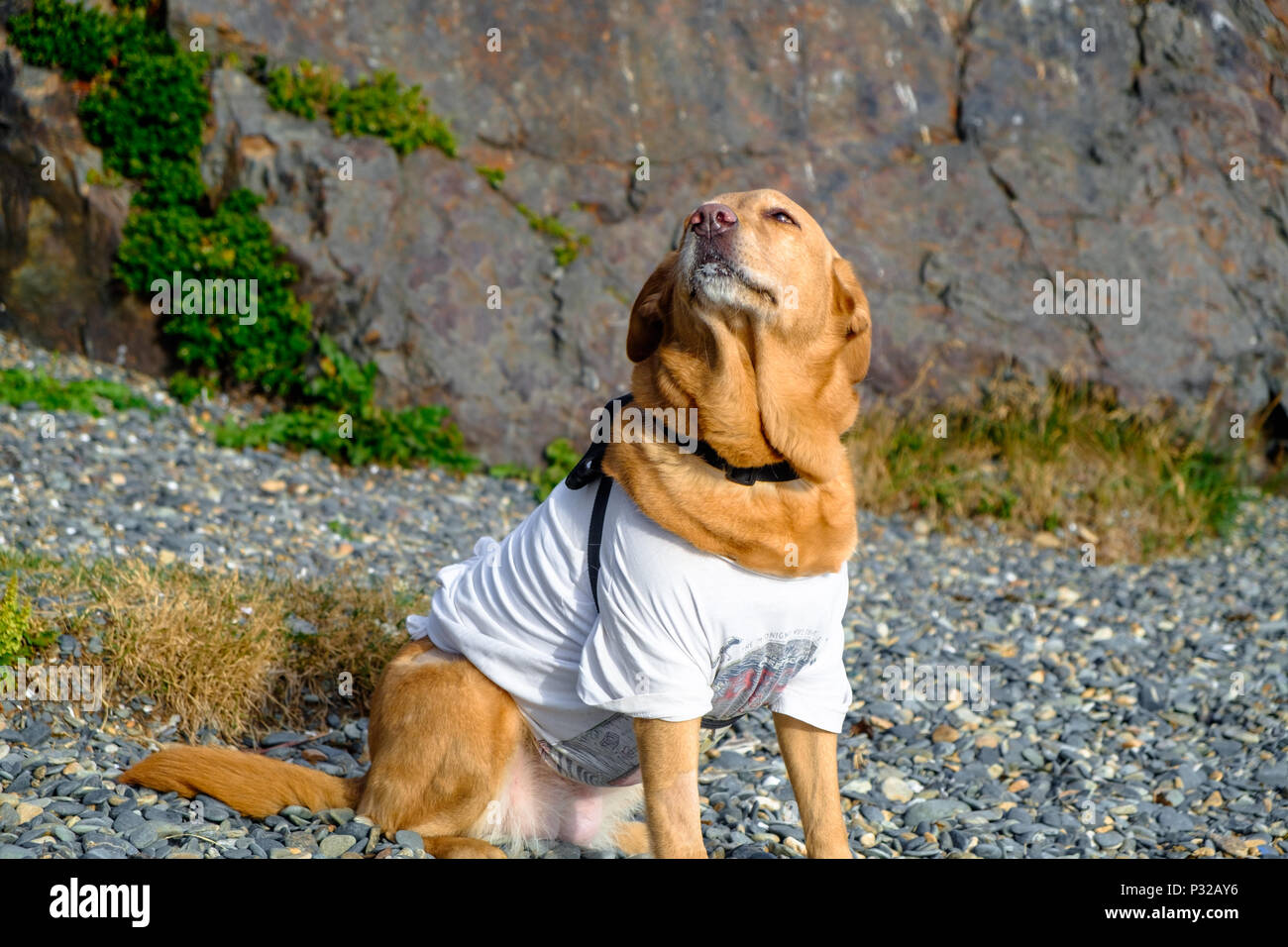 A dog with a T-shirt is sitting on Playa Larga, a popular place near Ushuaia  where people gather on Sundays. Stock Photo