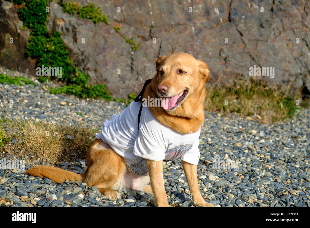 A dog with a T-shirt is sitting on Playa Larga, a popular place near Ushuaia  where people gather on Sundays. Stock Photo