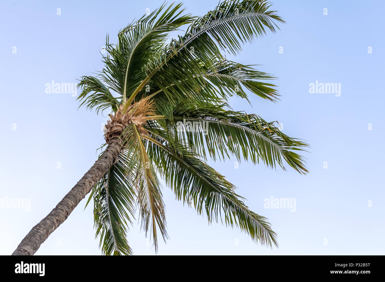 Top of the palm tree over blue sky at the background Stock Photo - Alamy