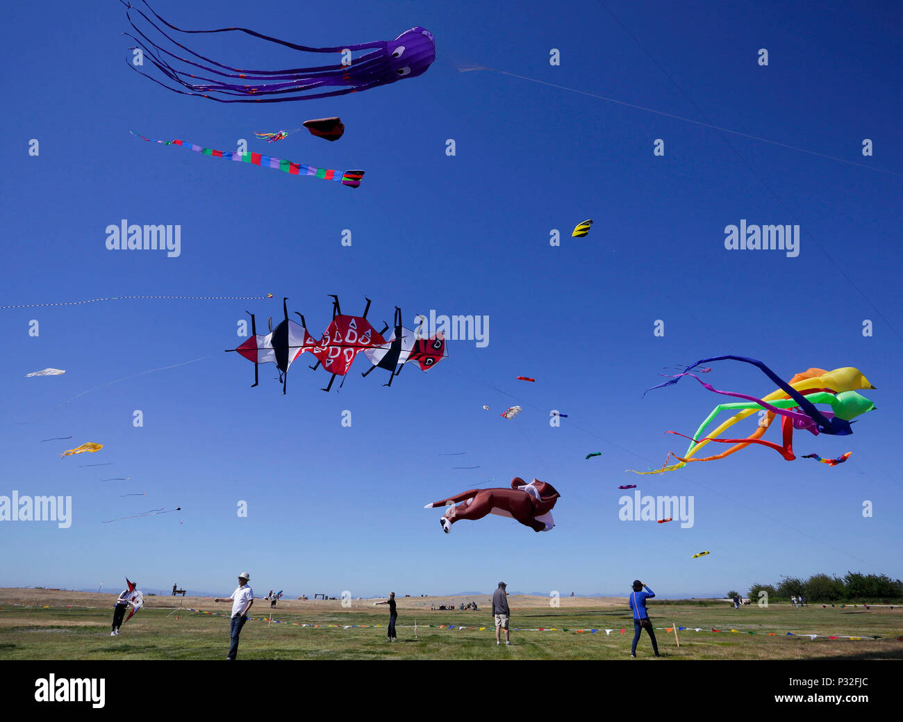 Professional kite flyers hires stock photography and images Alamy