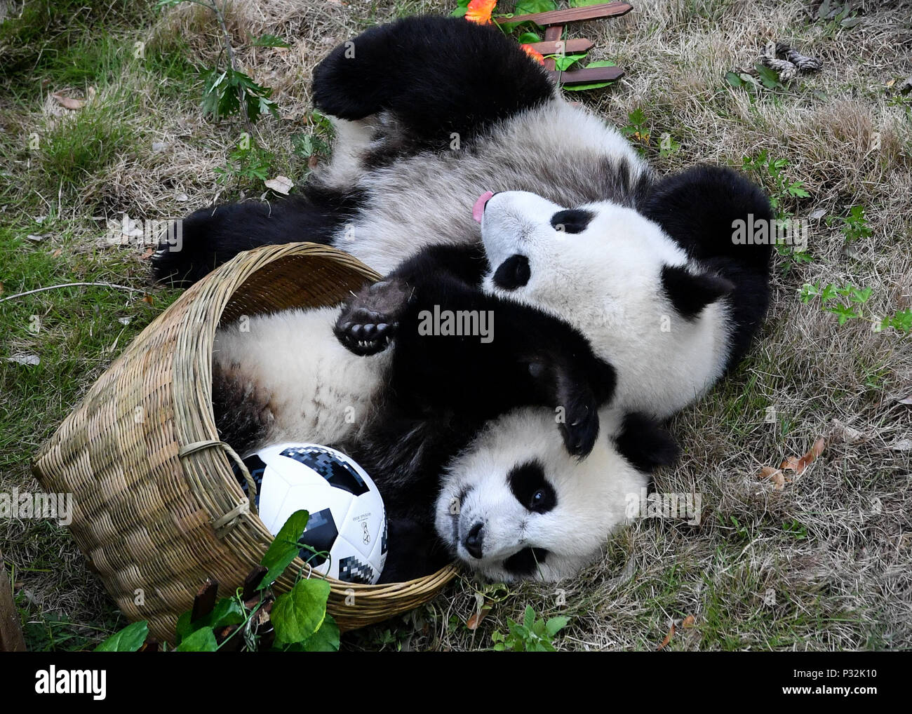 Beijing, China. 10th June, 2018. Giant pandas less than one year old ...