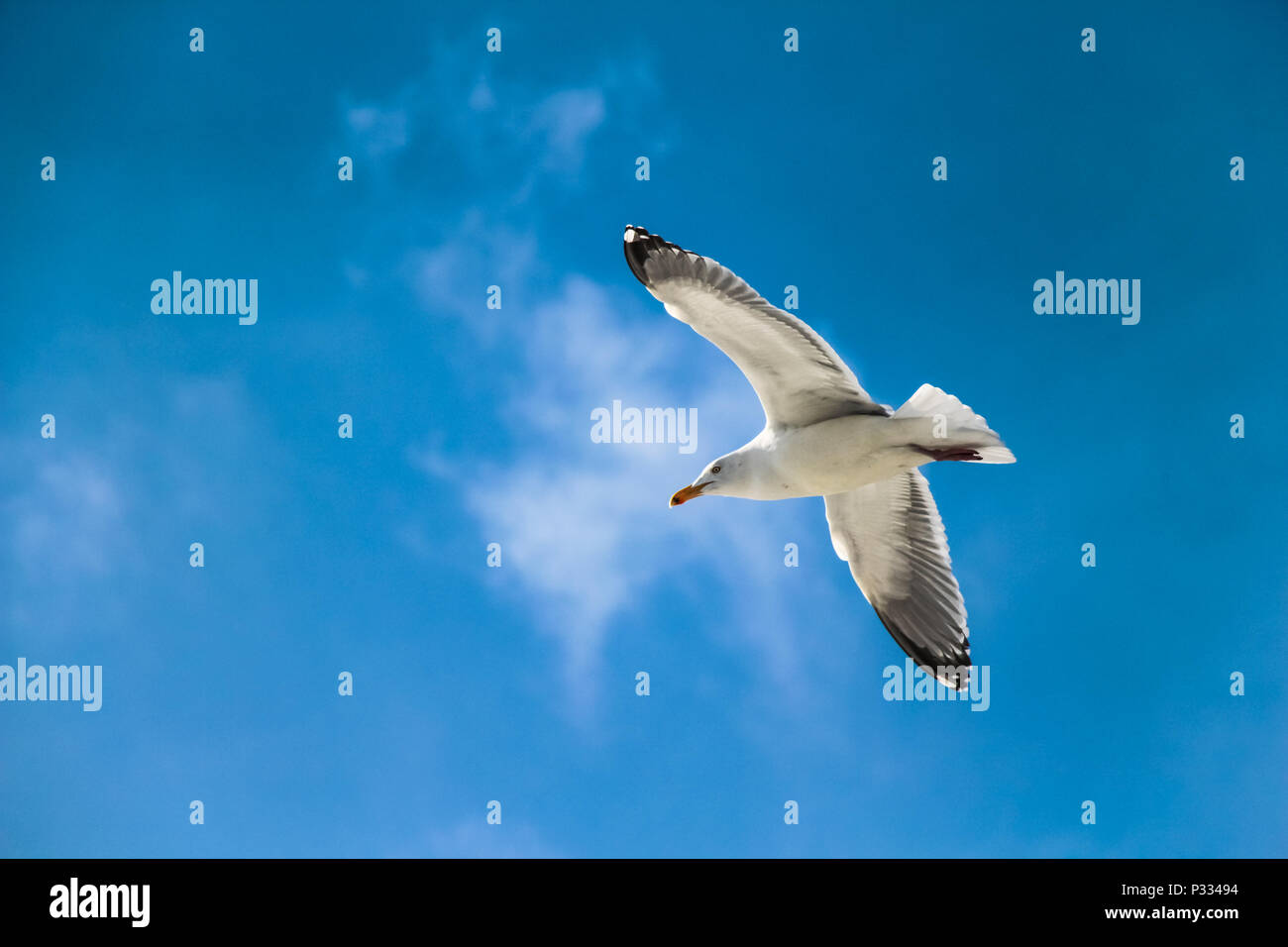 Seagull flying on blue sky with small white clouds Stock Photo - Alamy