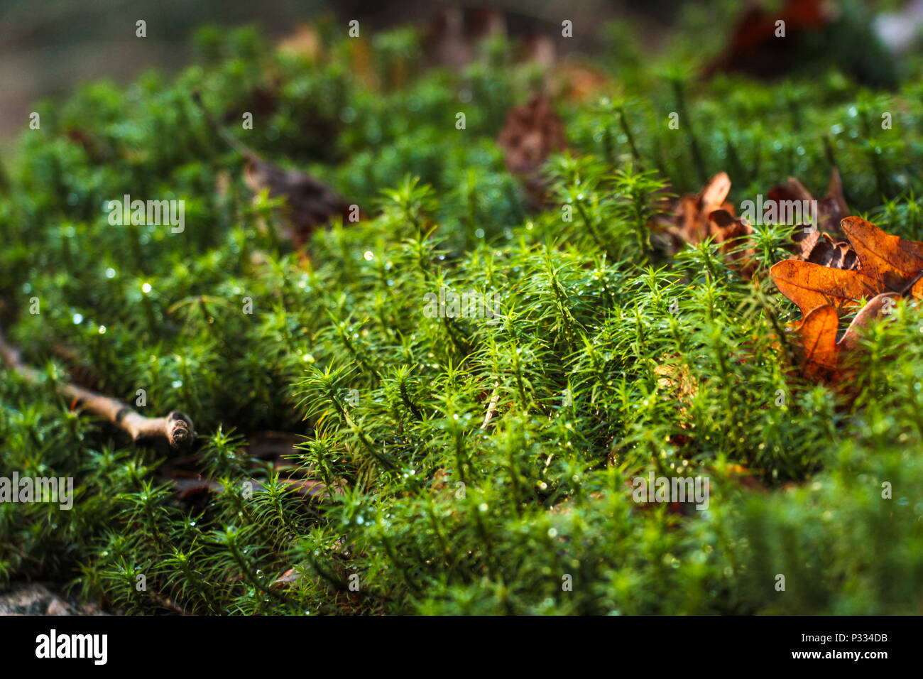 Moss, (division Bryophyta), any of at least 12,000 species of small nonvascular spore-bearing land plants. Stock Photo