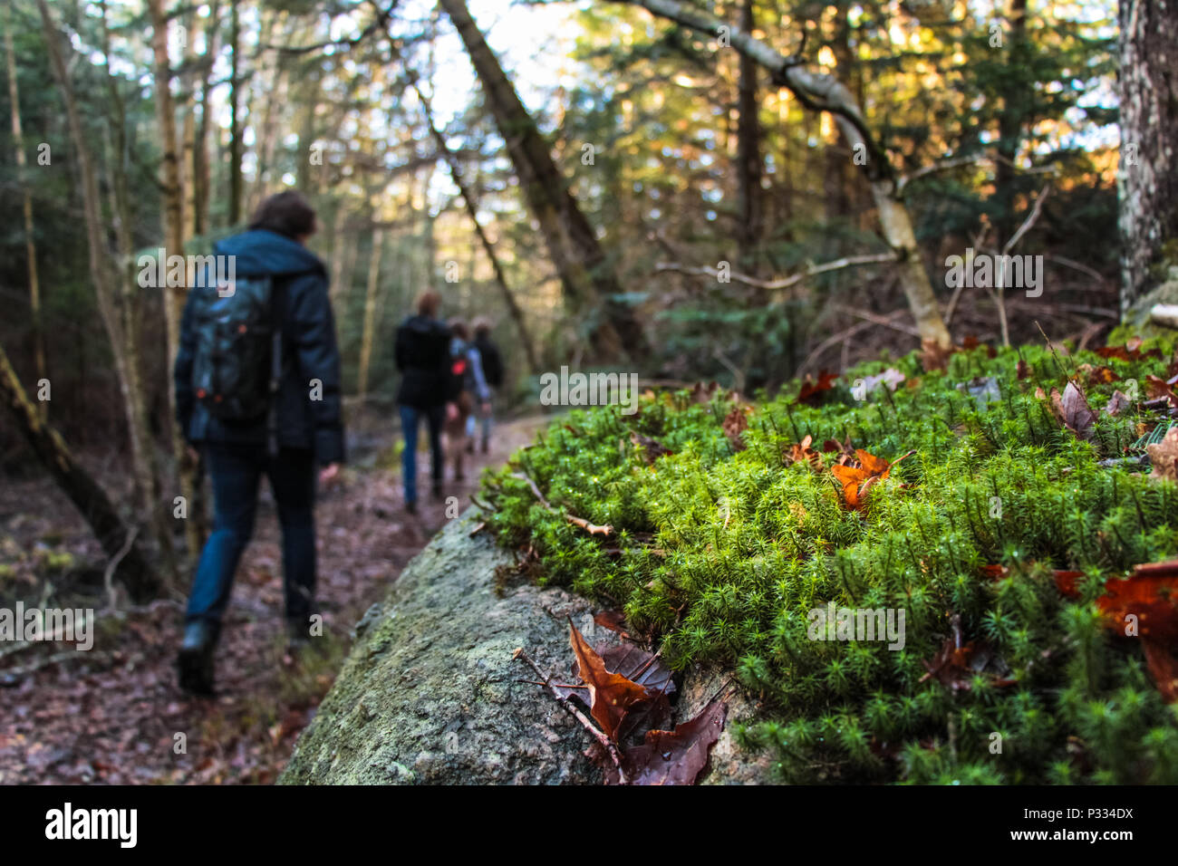 A group of hiker unfocus, shot is focus on a green lush moss Stock Photo