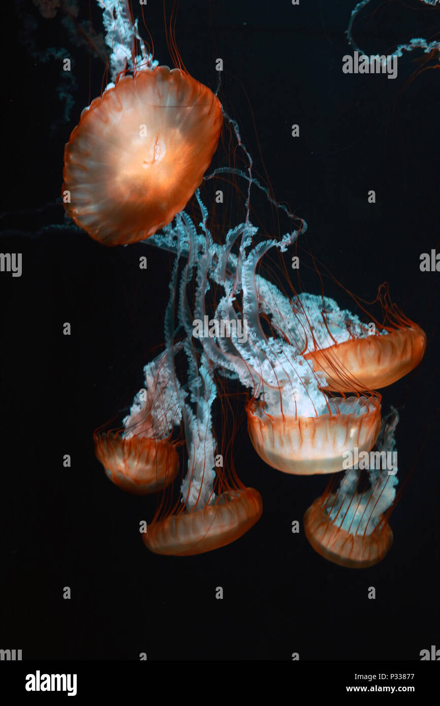 Group of jellyfish swimming on dark background Stock Photo