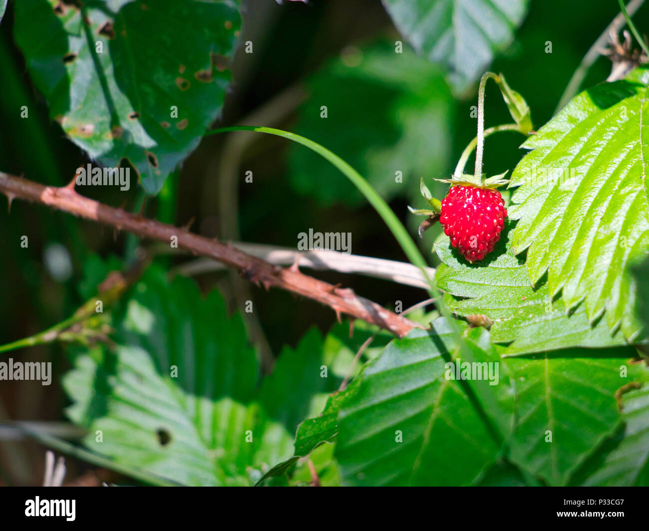 Lovely strawberry hi-res stock photography and images - Alamy