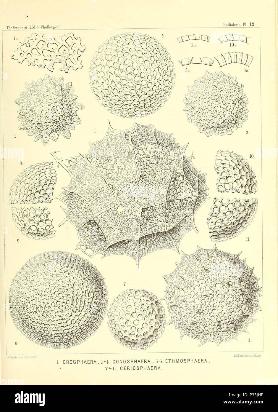 Report on the scientific results of the voyage of H.M.S. Challenger during the years 1873-76 under the command of Captain George S. Nares .... Stock Photo