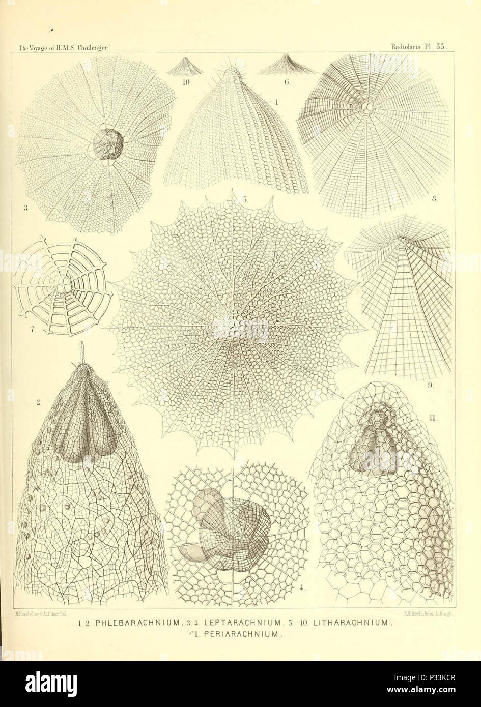 Report on the scientific results of the voyage of H.M.S. Challenger during the years 1873-76 under the command of Captain George S. Nares .... Stock Photo