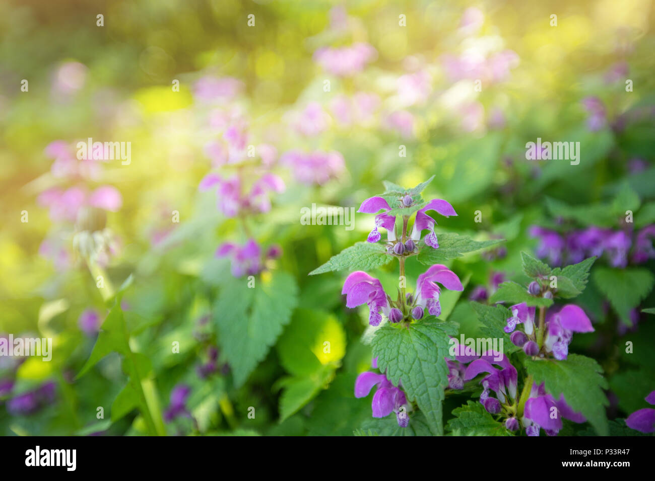 A field with purple wildflowers on a blurry background Stock Photo - Alamy