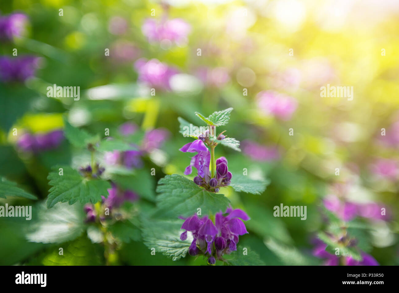 A field with purple wildflowers on a blurry background Stock Photo - Alamy