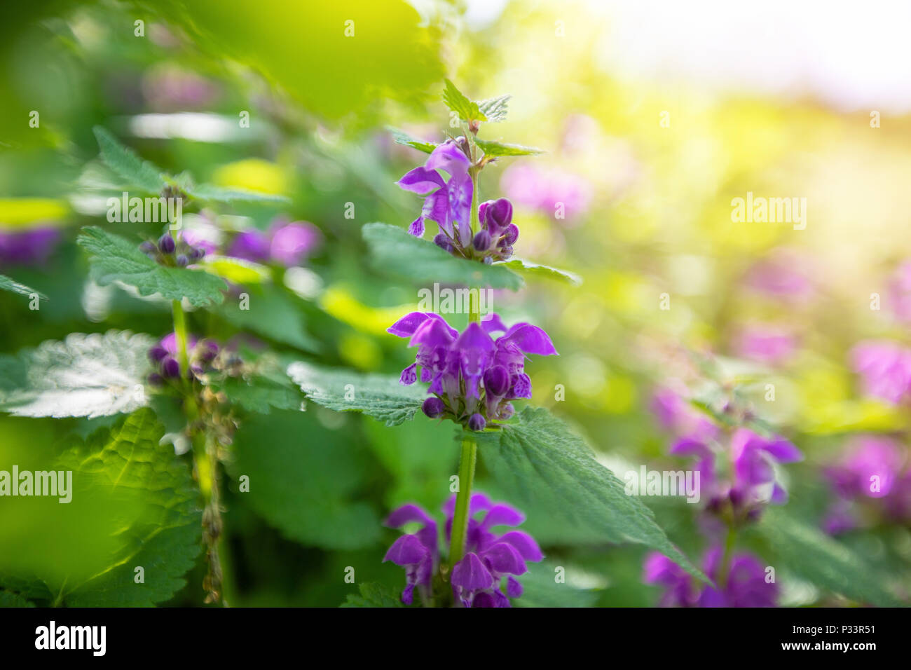 A field with purple wildflowers on a blurry background Stock Photo - Alamy