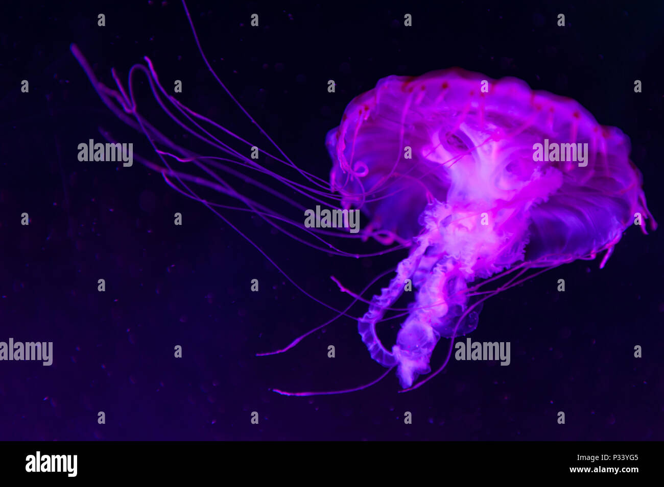 The purple-striped jellyfish (Chrysaora colorata) a species of jellyfish, sea nettle, medusa (Medusozoa), marine animals, growing under black light Stock Photo