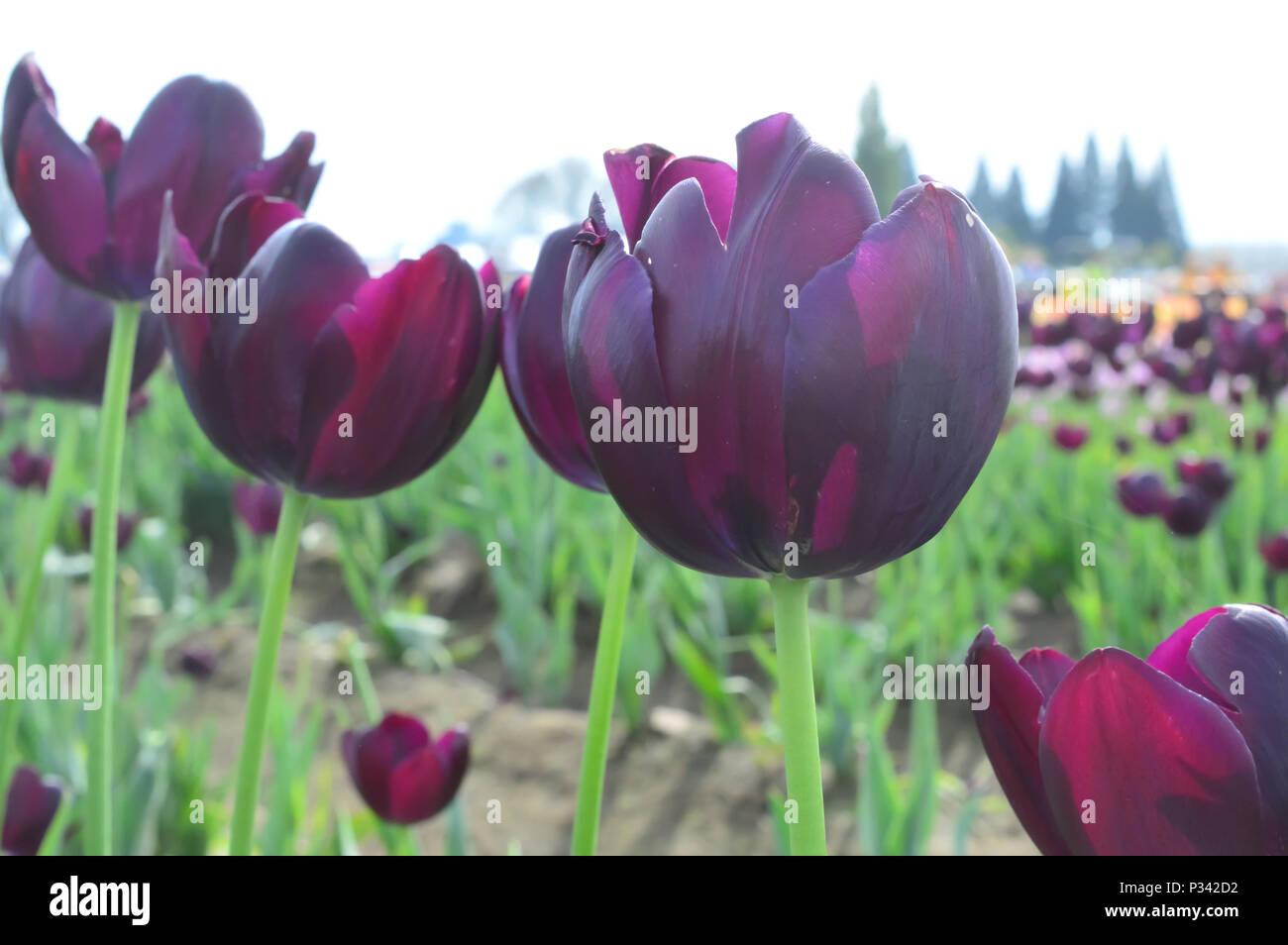 Tulip purple prince hires stock photography and images Alamy