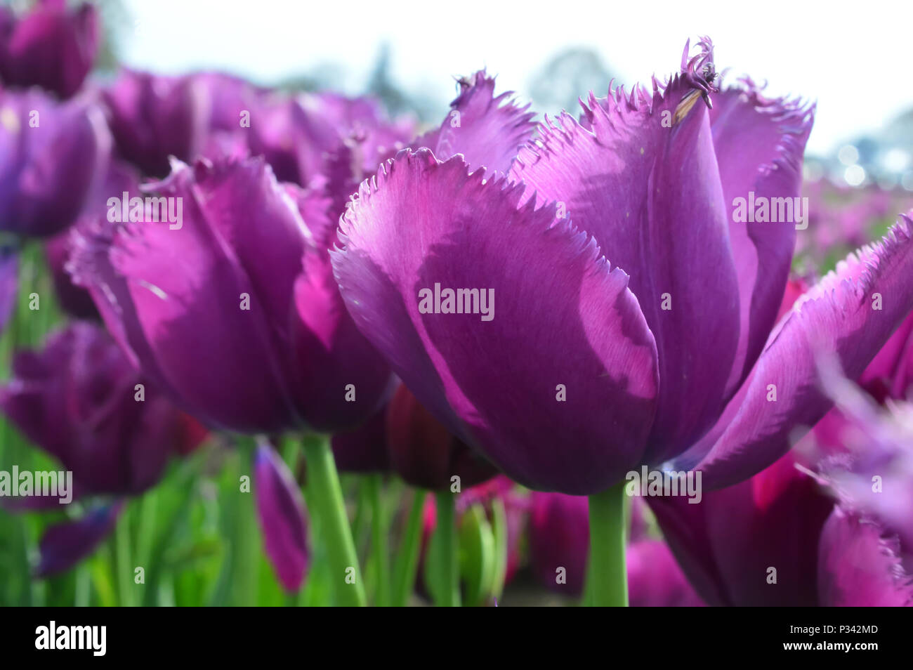 Tulip Curly Sue In Garden High Resolution Stock Photography And Images Alamy