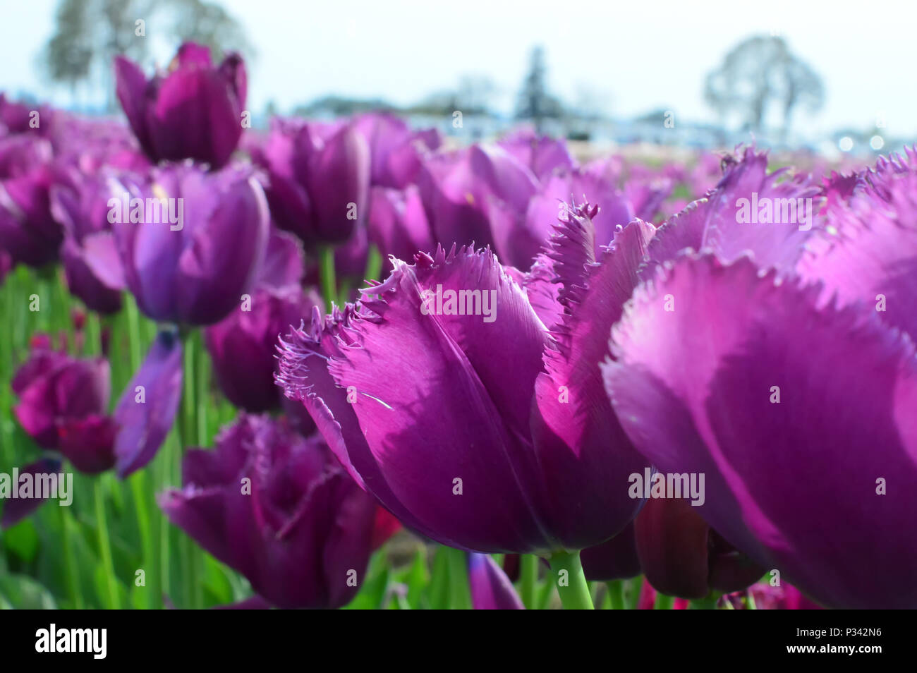 Tulip Curly Sue In Garden High Resolution Stock Photography And Images Alamy