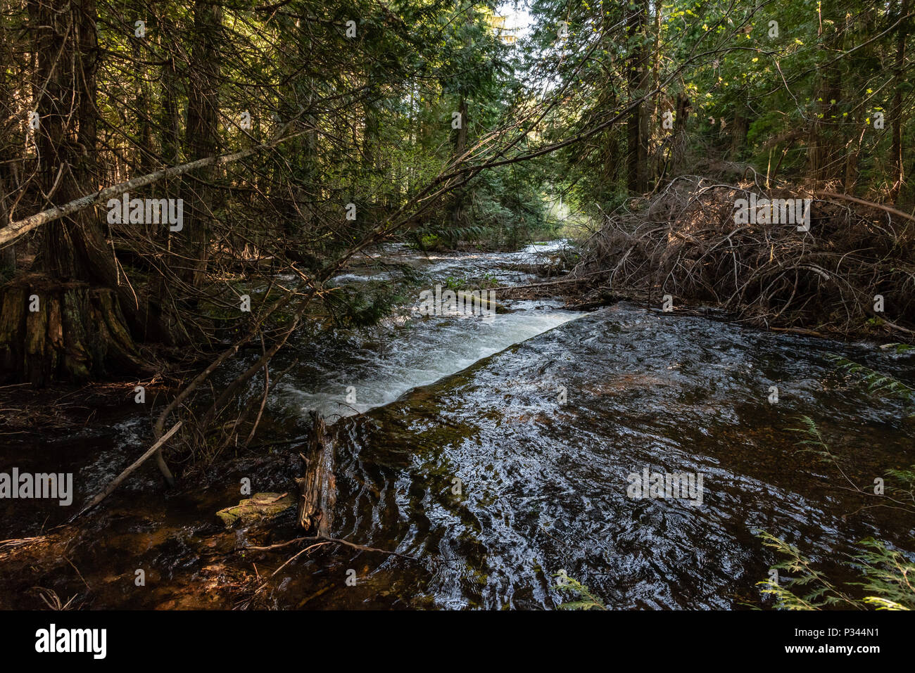 Skookum hires stock photography and images Alamy