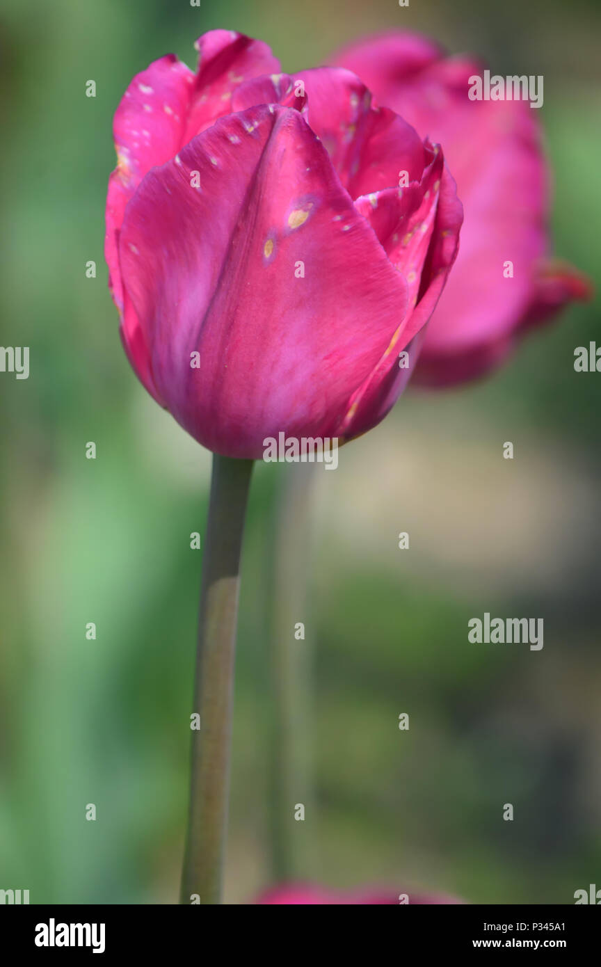 Barcelona Tulips at Windmill Island Tulip Garden Stock Photo Alamy