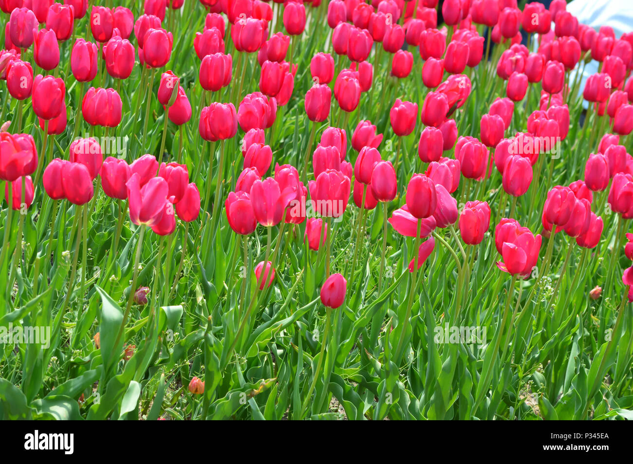 Barcelona Tulips at Windmill Island Tulip Garden Stock Photo Alamy