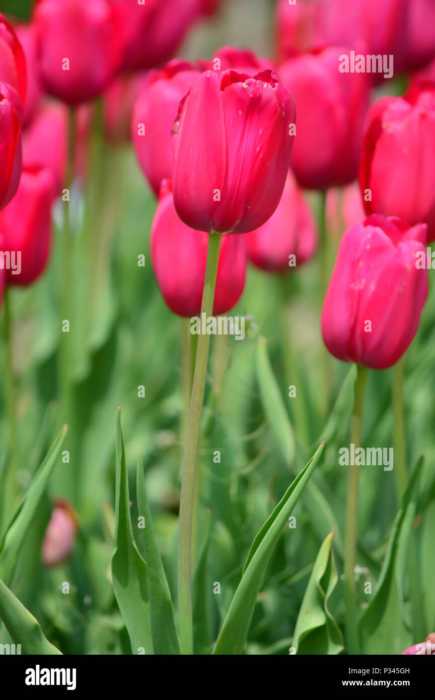 Barcelona Tulips at Windmill Island Tulip Garden Stock Photo Alamy