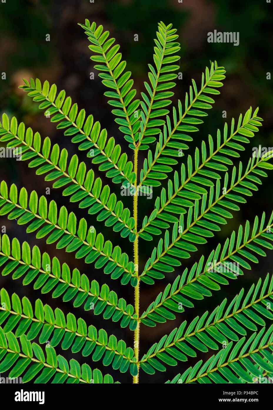 closeup of a yellow poinciana leaf and leaflets on a blurred dark brown and black background Stock Photo