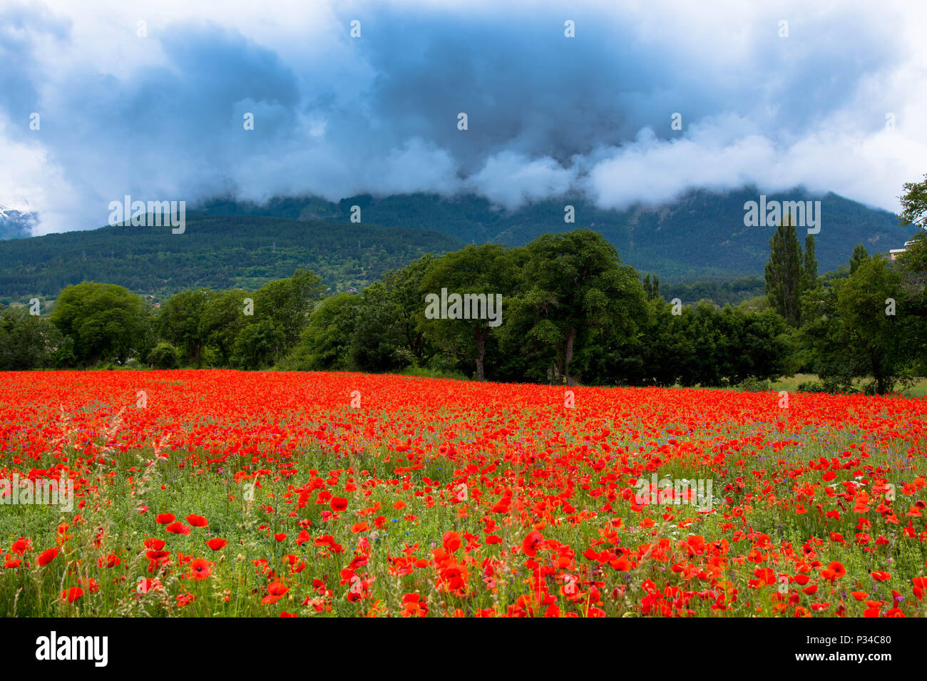 Poppy waterfall hi-res stock photography and images - Alamy