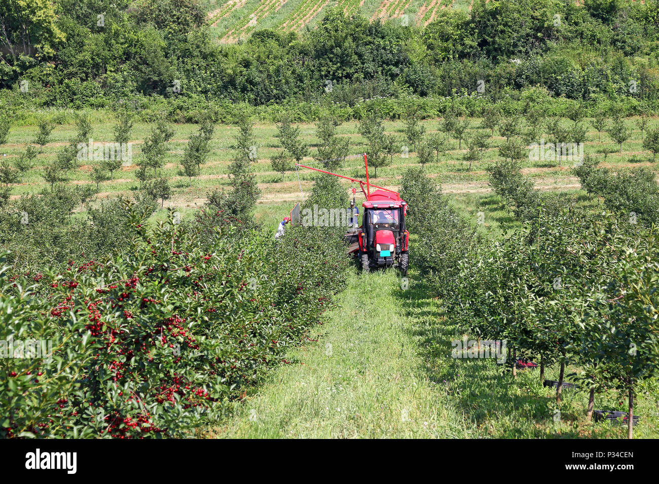Cherry picker fruit hires stock photography and images Alamy