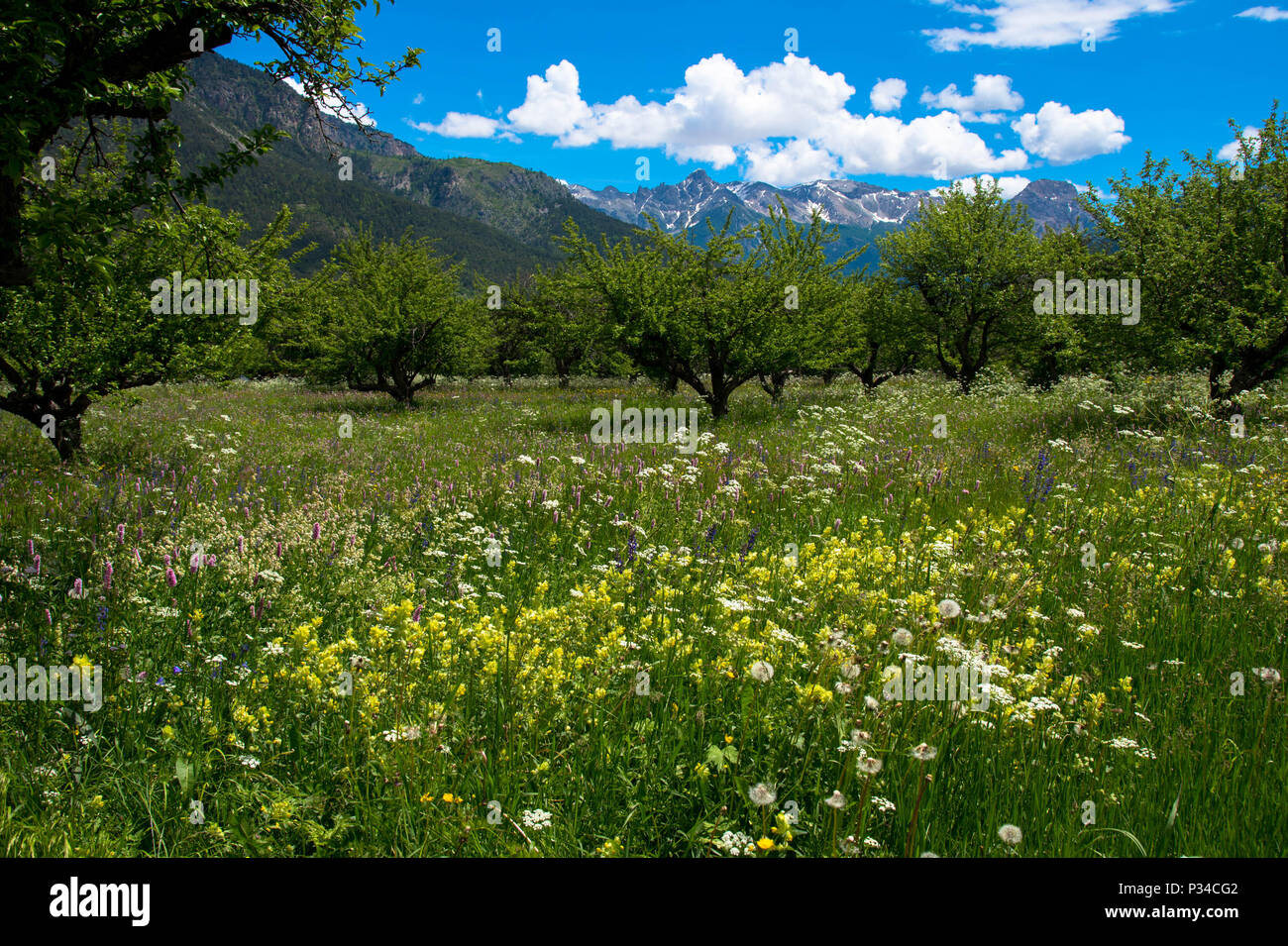 Spring in the valley of Vallouise in the french alps Stock Photo - Alamy