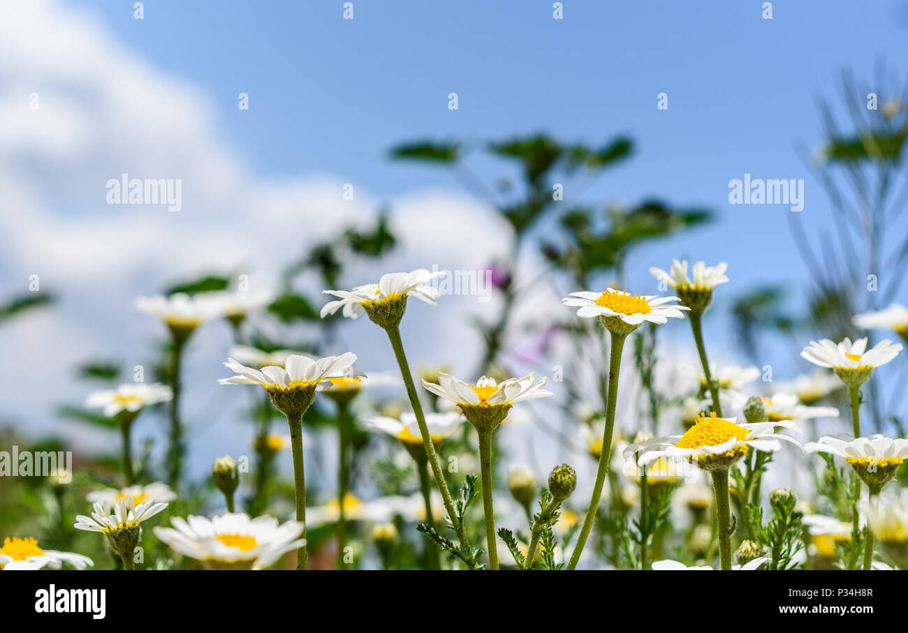 Colorful flowers during a spring morning Stock Photo