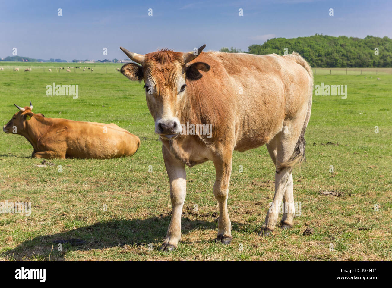 Limousin cow in the landscape of Texel island, Netherlands Stock Photo