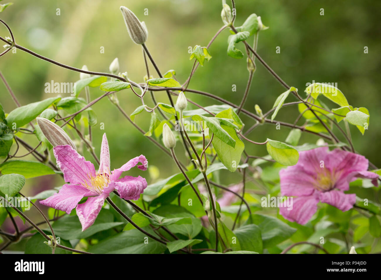 Hybrid clematis Comtesse de Bouchard growing in a garden in Lancashire North West England UK GB Stock Photo