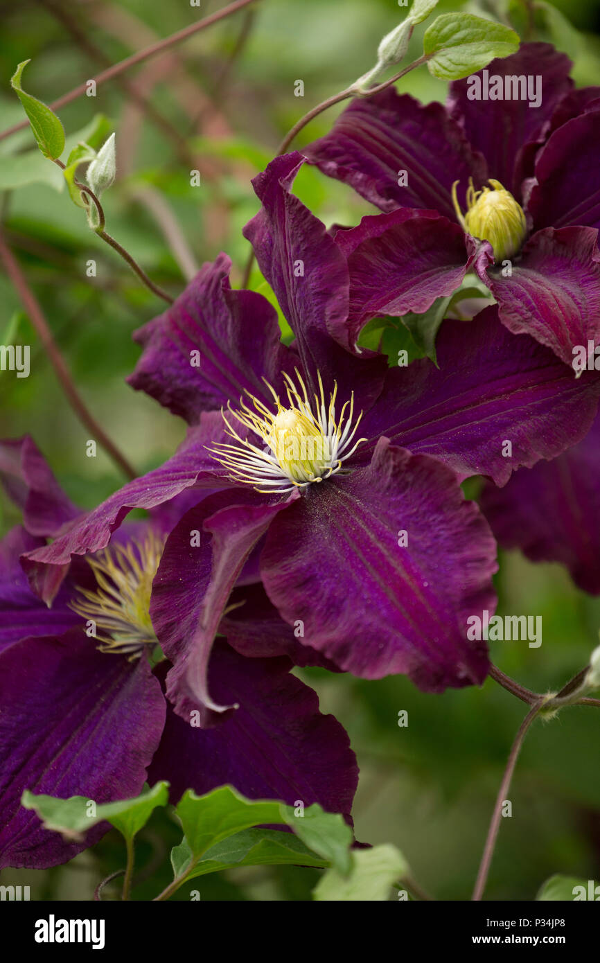 Hybrid Clematis Warsaw Nike growing in a garden in Lancashire North West England UK GB Stock Photo