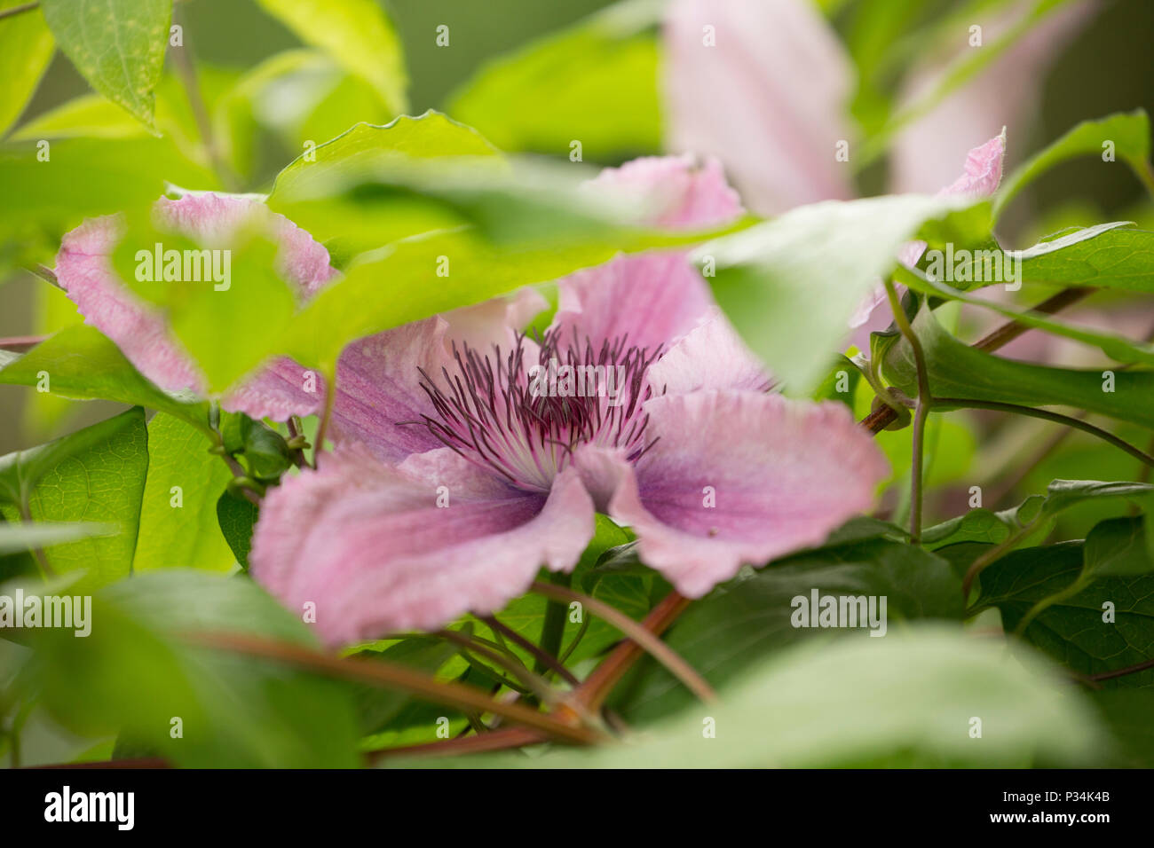 Hybrid clematis Hagley Hybrid growing in a garden in Lancashire North West England UK GB. Stock Photo