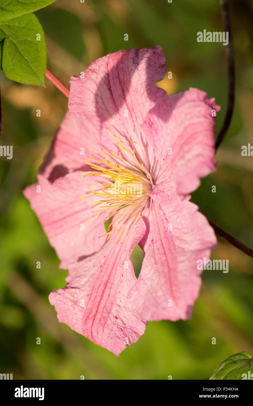 Hybrid clematis Comtesse de Bouchard growing in a garden in Lancashire North West England UK GB Stock Photo