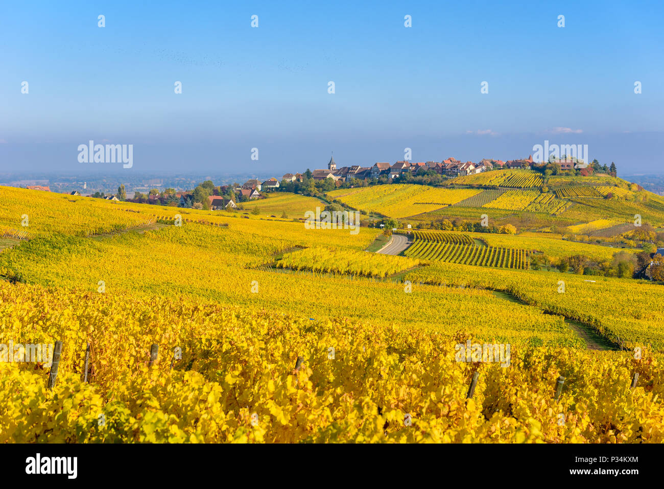 Beautiful autumn landscape with vineyards near the historic village of Riquewihr, Alsace, France - Europe. Colorful travel and wine-making background. Stock Photo